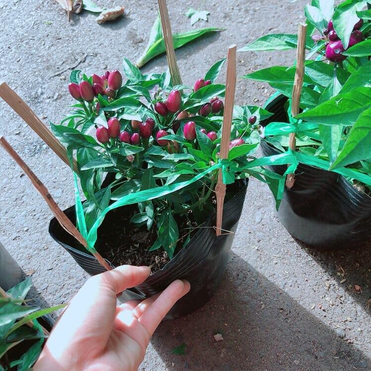 Bụi Ớt Tím Kiểng