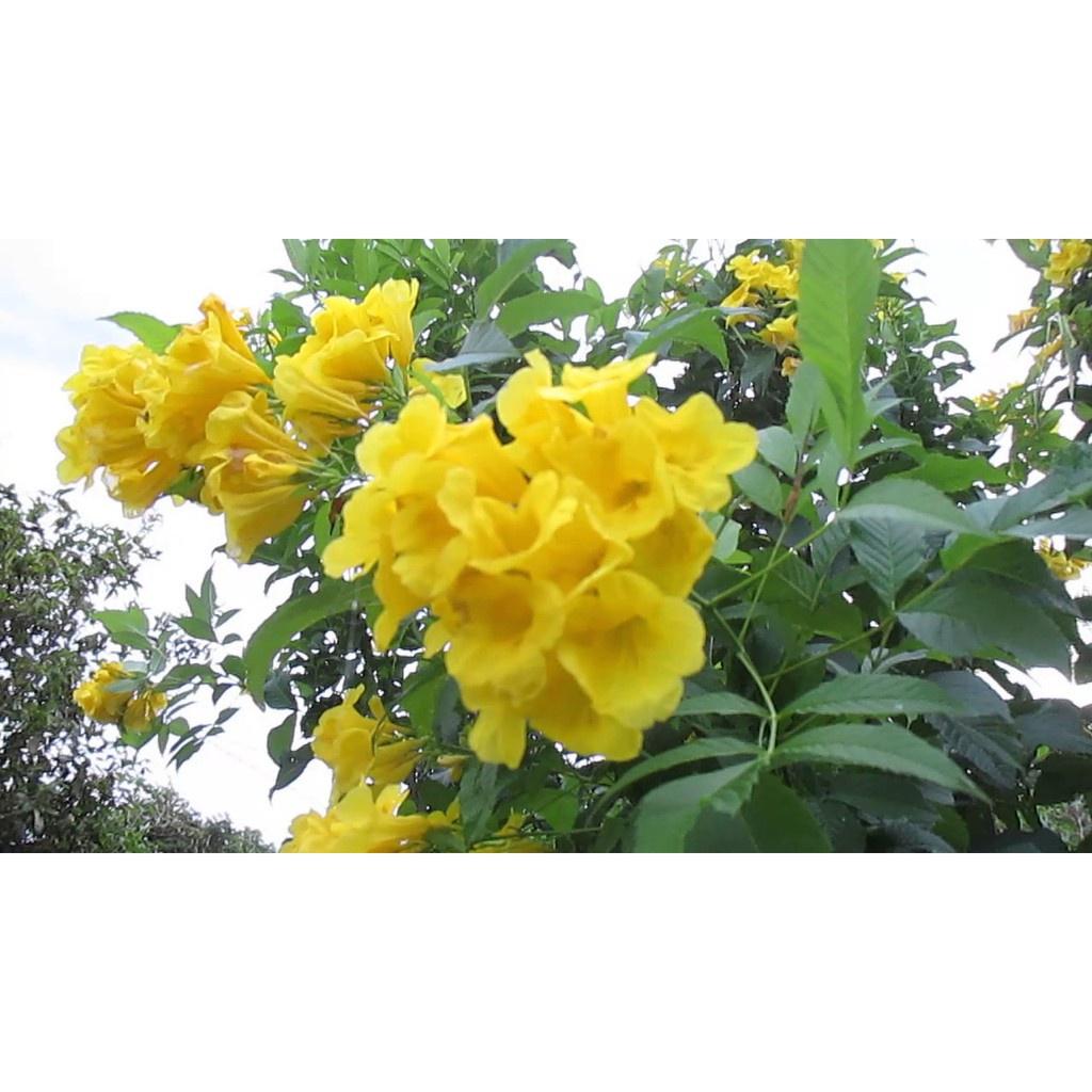 Cây Giống Hoa Huỳnh Liên vàng