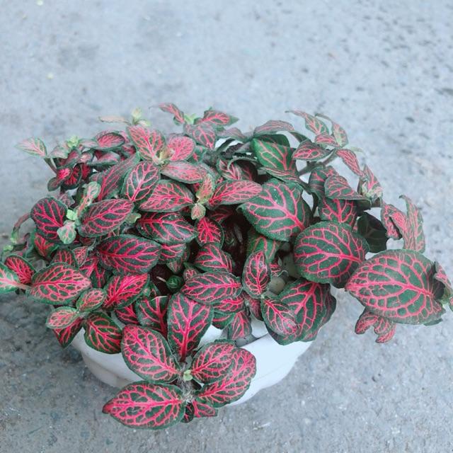 Chậu Cẩm Nhung Đỏ