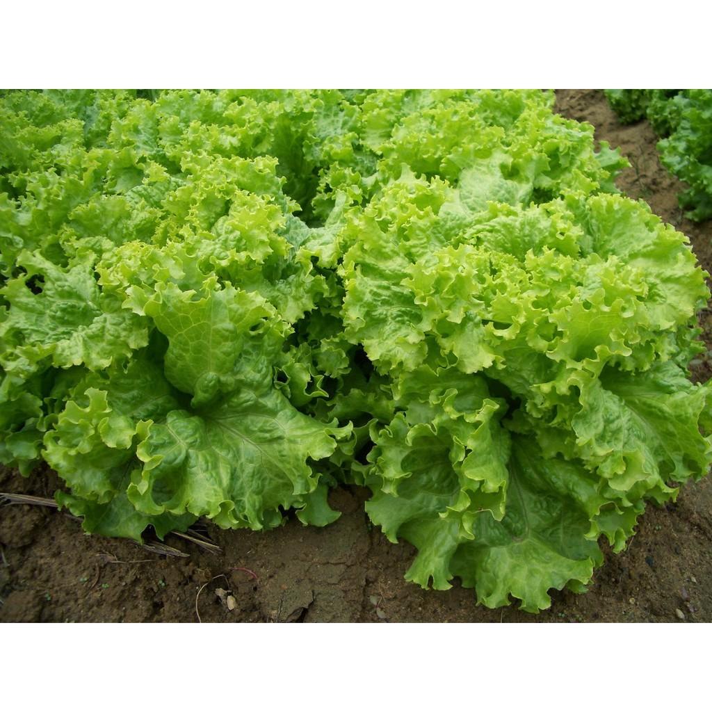 Combo 2 gói Hạt Giống Xà lách xoăn xanh