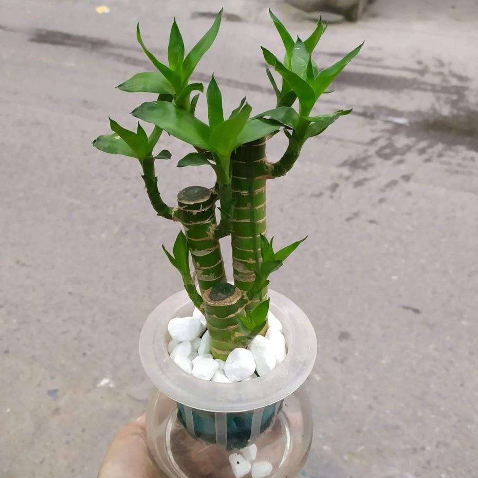 Cây Phát Tài, Cây Phát Lộc Thủy Sinh , cây quá đẹp