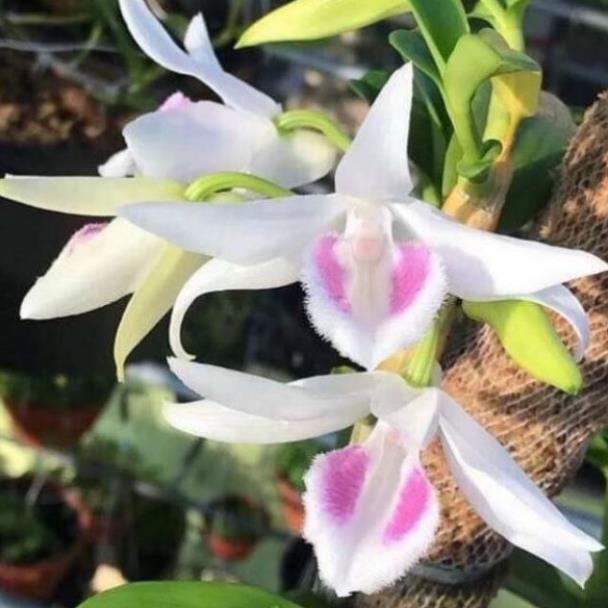 Phi Điệp 5 Cánh Trắng Phú Thọ Gieo Hạt 20Cm