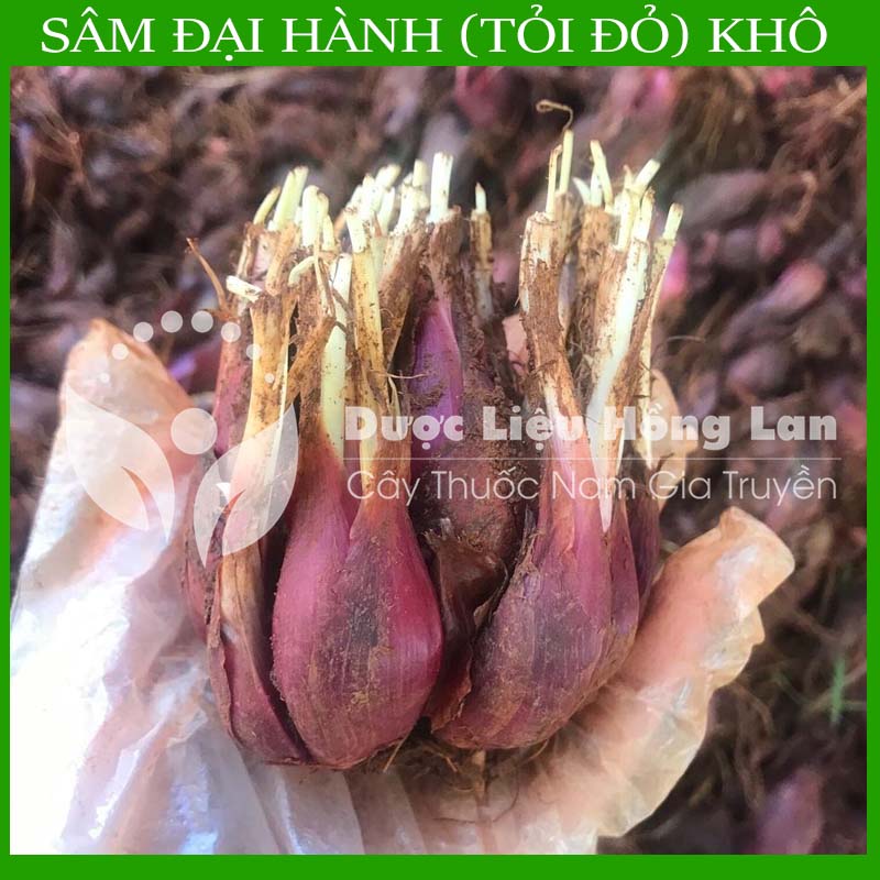 SÂM ĐẠI HÀNH (Tỏi Đỏ) khô sạch đóng gói 1kg - congtyduoclieuhonglan