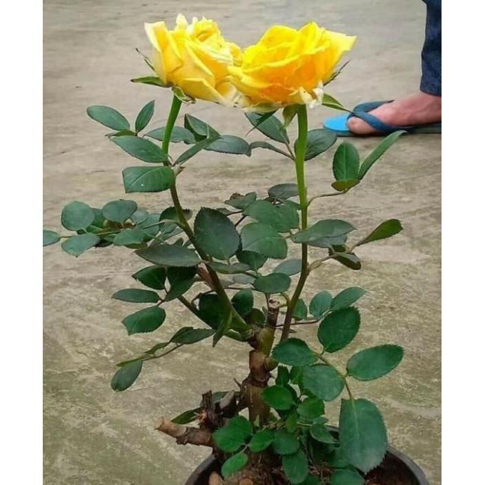 Combo 04 Cây Giống Hoa Hồng Gốc Rễ Trần