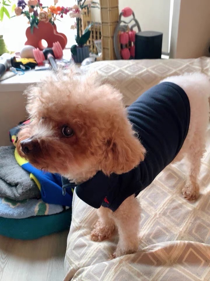 Áo polo cộc tay thoáng mát cho thú cưng