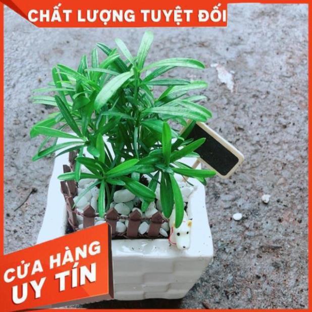 Chậu Tùng Vạn Niên
