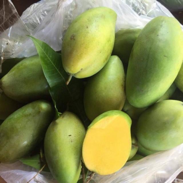 Cây giống Xoài Keo Campuchia