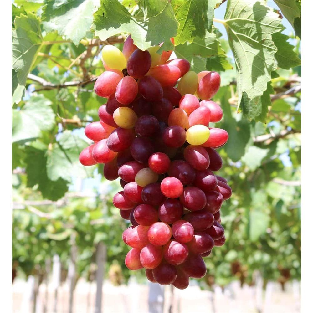 HÀNG GIỐNG CHUẨN Cây Nho Lùn