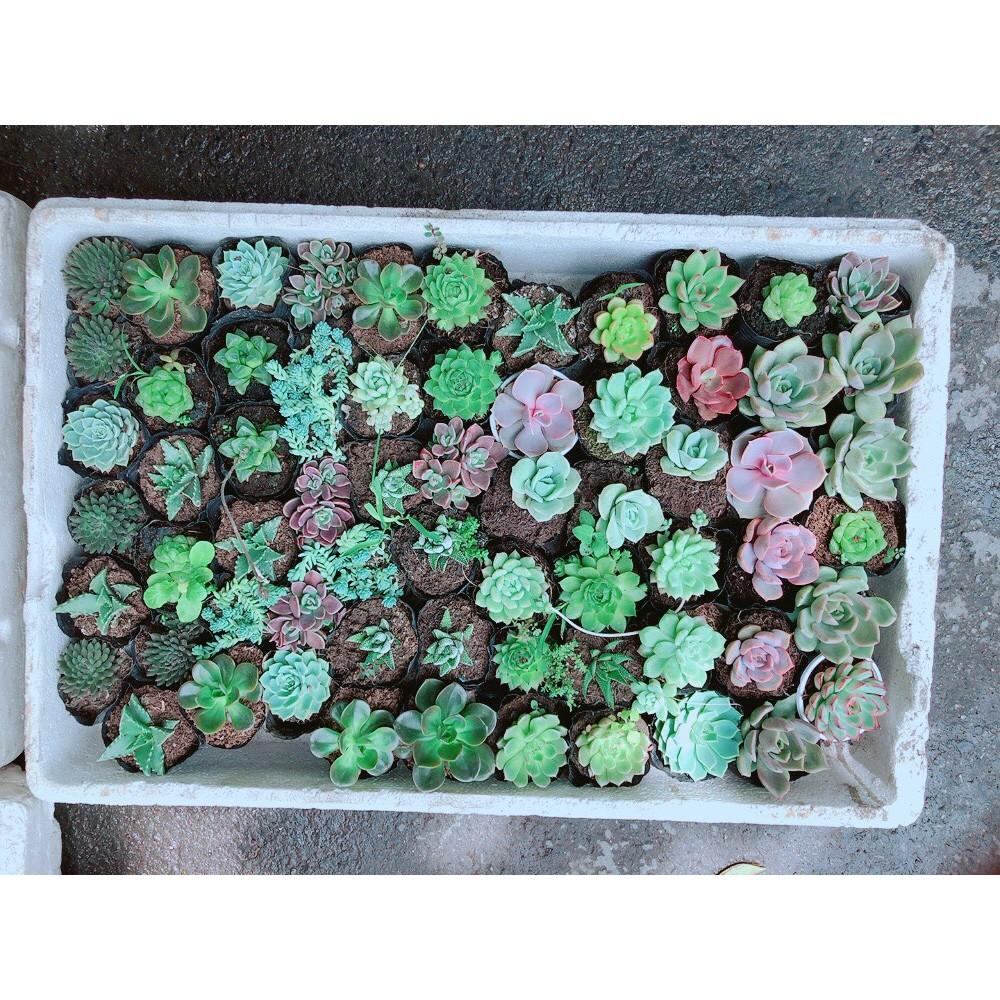 Combo 10 Cây Sen Đá