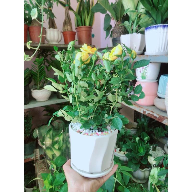 Chậu Cây Hoa Hồng Màu Vàng