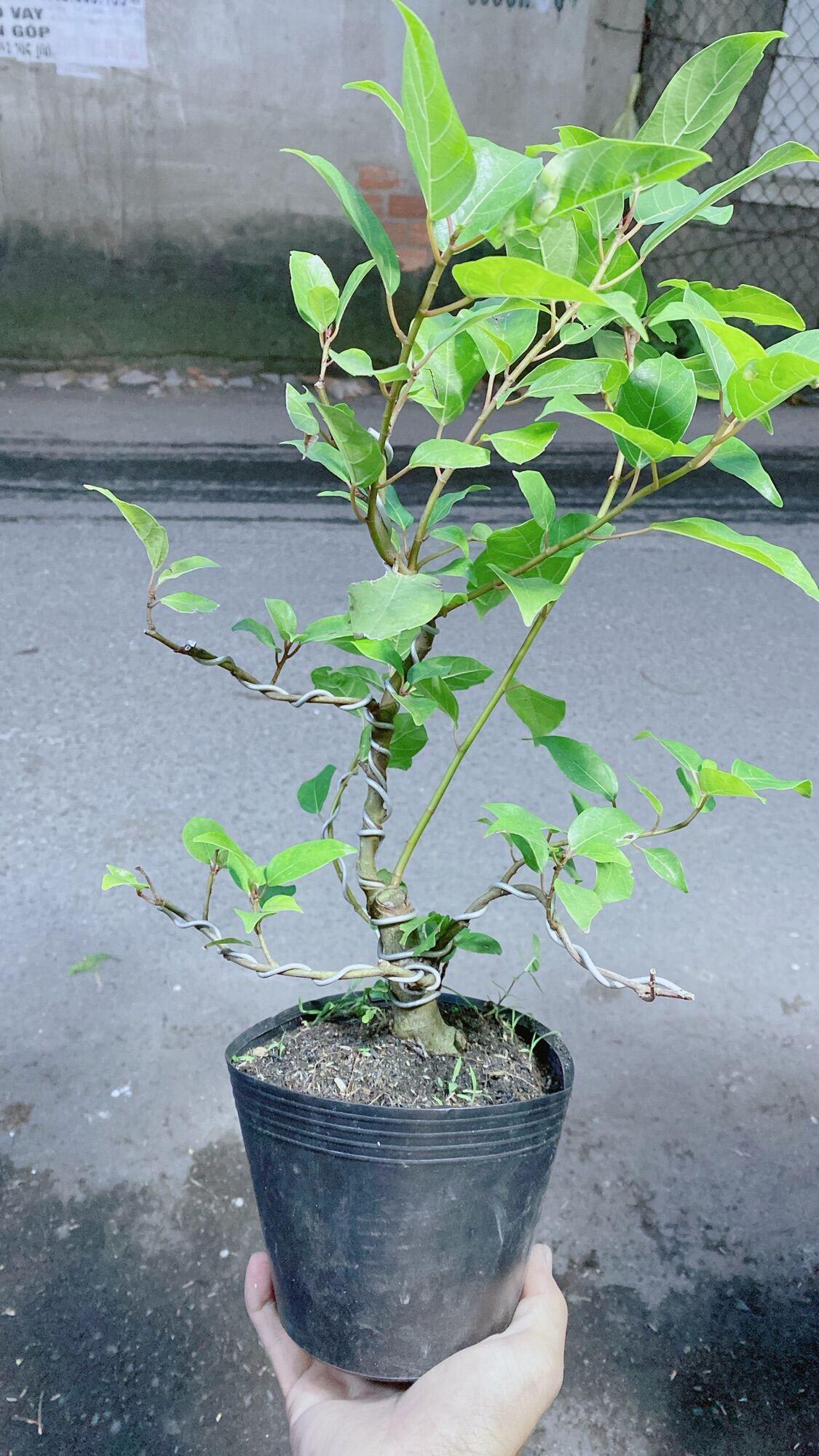Cây Sung Bonsai cho sai trái