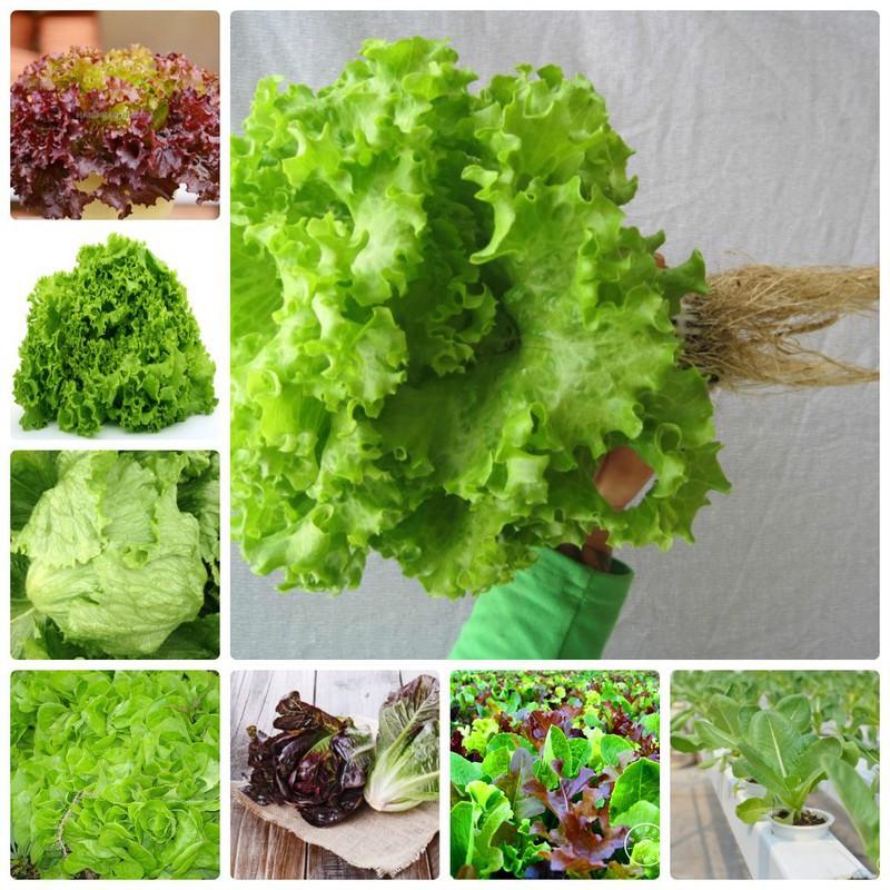 COMBO 8 gói hạt giống rau xà lách TẶNG 2 phân bón
