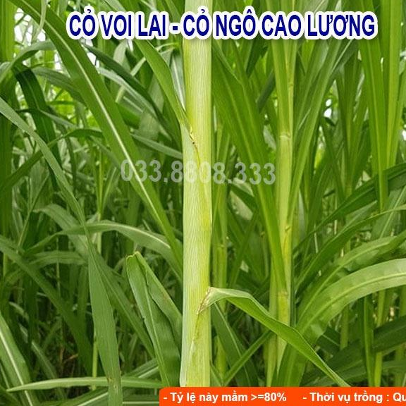 Combo 5 Loại Hạt Cỏ Chăn Nuôi Phổ Biến Hiện Nay - Cỏ Voi Lai, Mulato II, Keo Dậu, So Đũa, Alfalfa