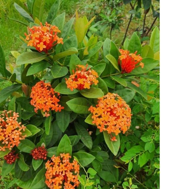 Cây mẫu đơn đang nụ