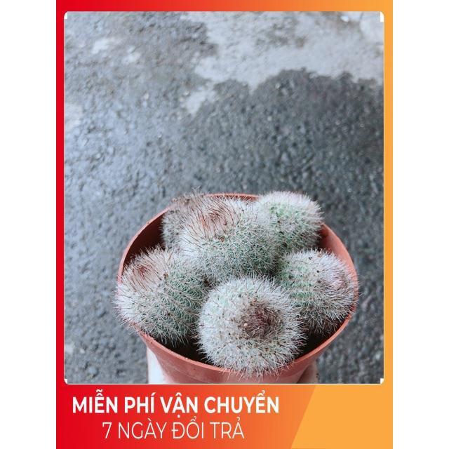 Xương Rồng Bụi