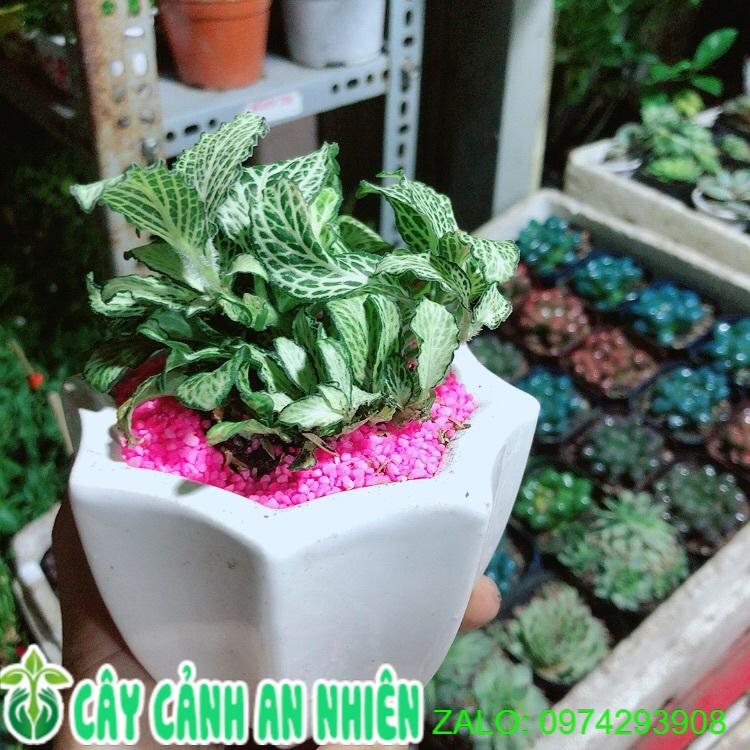 Chậu Cây Lá May Mắn