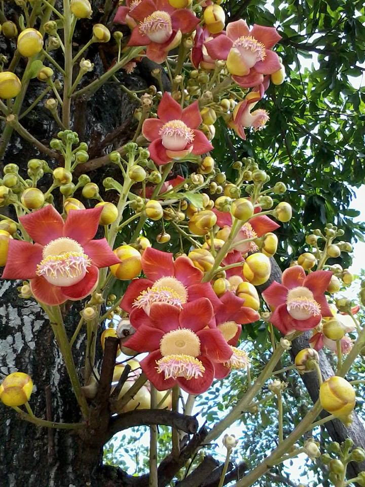 CÂY GIỐNG THA LA