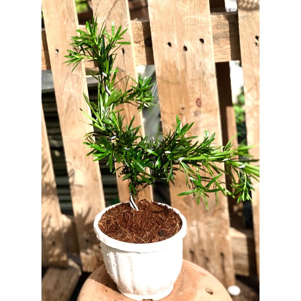 Chậu Bonsai cây Tùng Vạn Niên