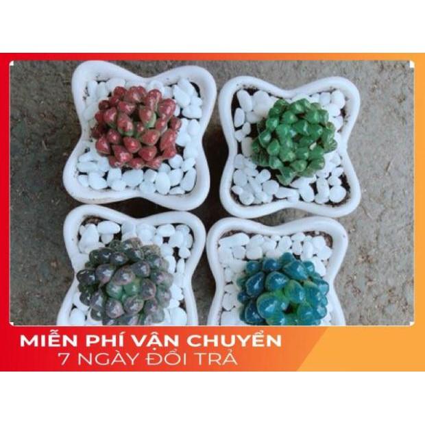 Chậu Kim Cương Xanh Lá