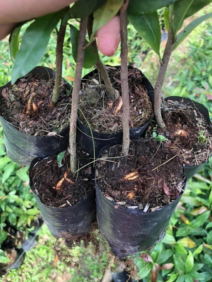 CÂY GIỐNG MAI cánh Xoáy.