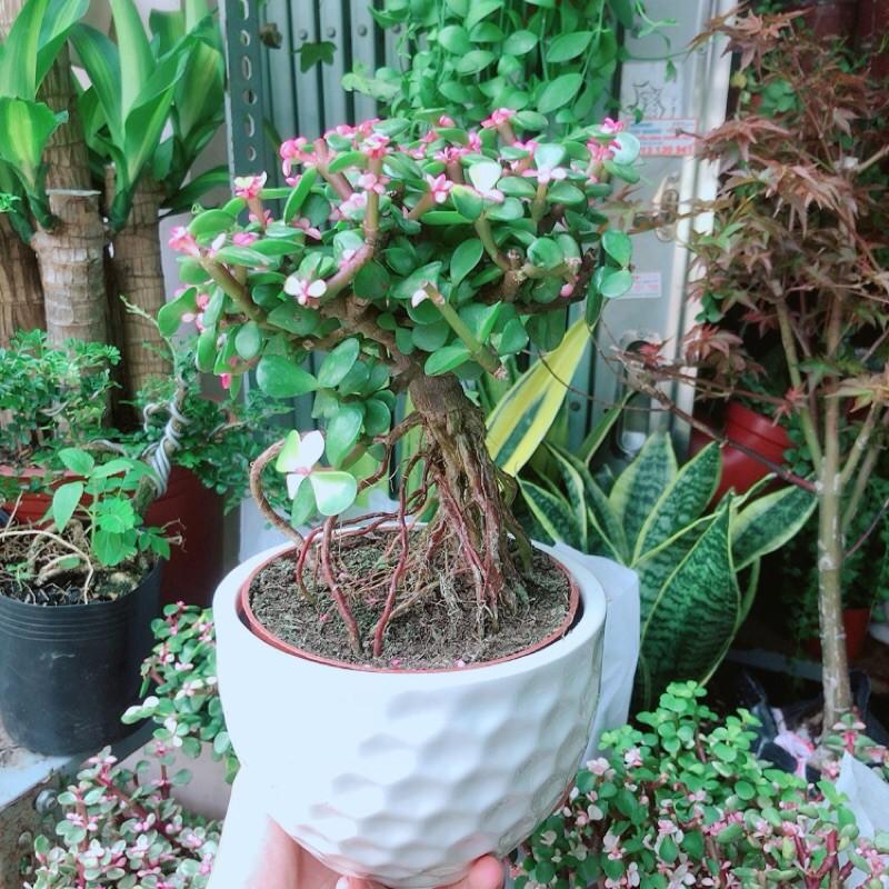 Chậu Cây Cành Vàng Lá Ngọc