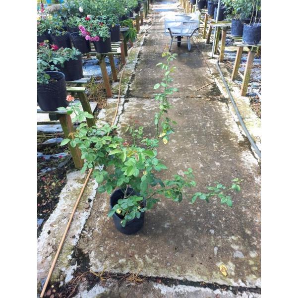 Hoa hồng Cam sa đéc, hồng nội, hồng bụi, thân lùn, nguyên bản