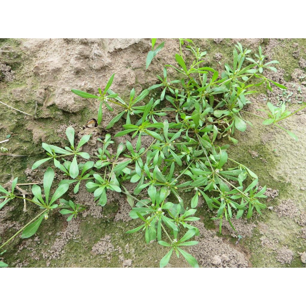 Hạt Giống Rau Đắng Đất -