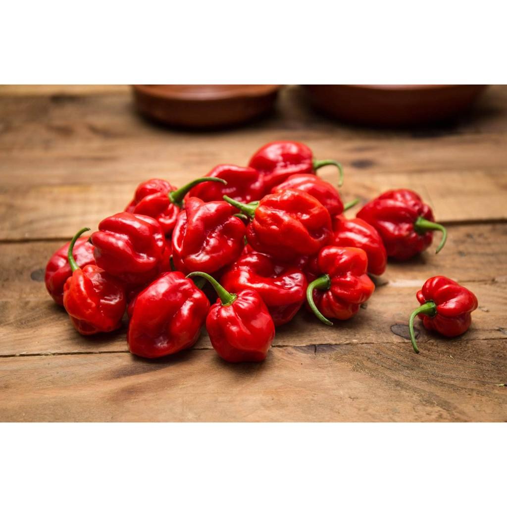 Hạt giống Ớt Siêu Cay Habanero Đỏ Mỹ