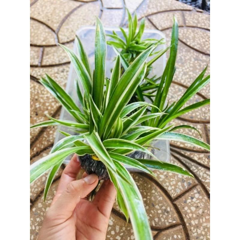 Cây cỏ lan chi
