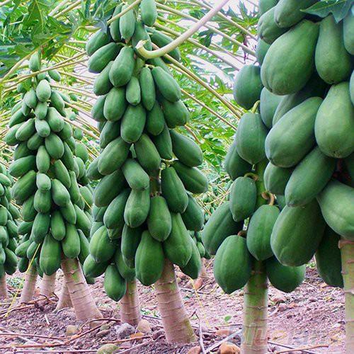 Hạt giống Đu Đủ Hà Lan Siêu Ngọt Seedline 20 hạt