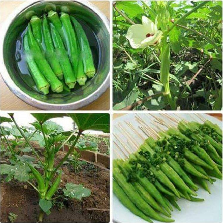 Hạt giống đậu bắp xanh cao sản 10gr/gói