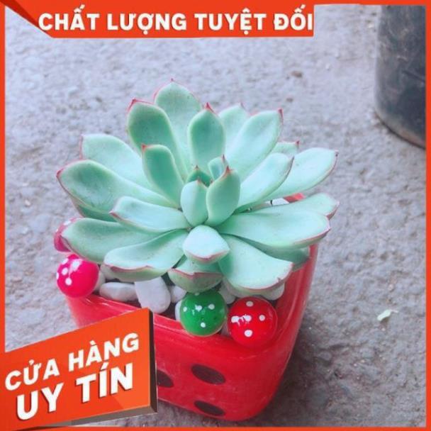 Chậu Sen Đá Viền Hồng