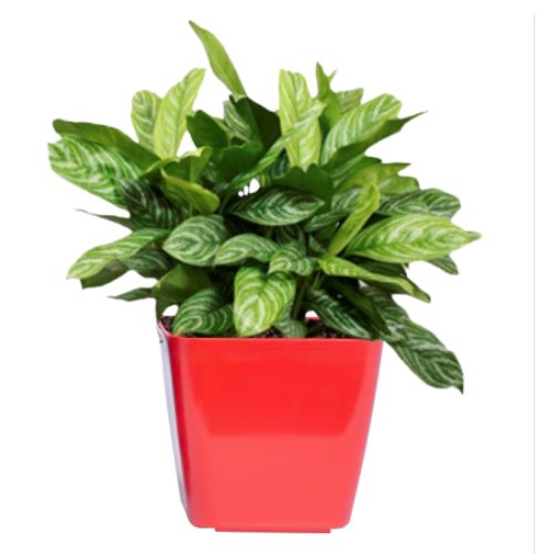 Chậu Vuông Thấp, Chậu Nhựa Vuông Giả Sứ Cao Cấp, Chậu Trồng Cây Để Bàn, Trồng Hoa Cây Cảnh Văn Phòng, Chậu Trồng Cây Nội Thất Trong Nhà