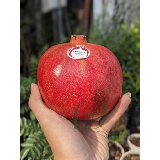 CÂY GIỐNG LỰU ĐỎ PÊ RU .