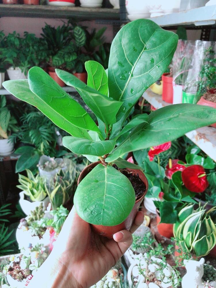 Cây Bàng Singapore Cao 20cm