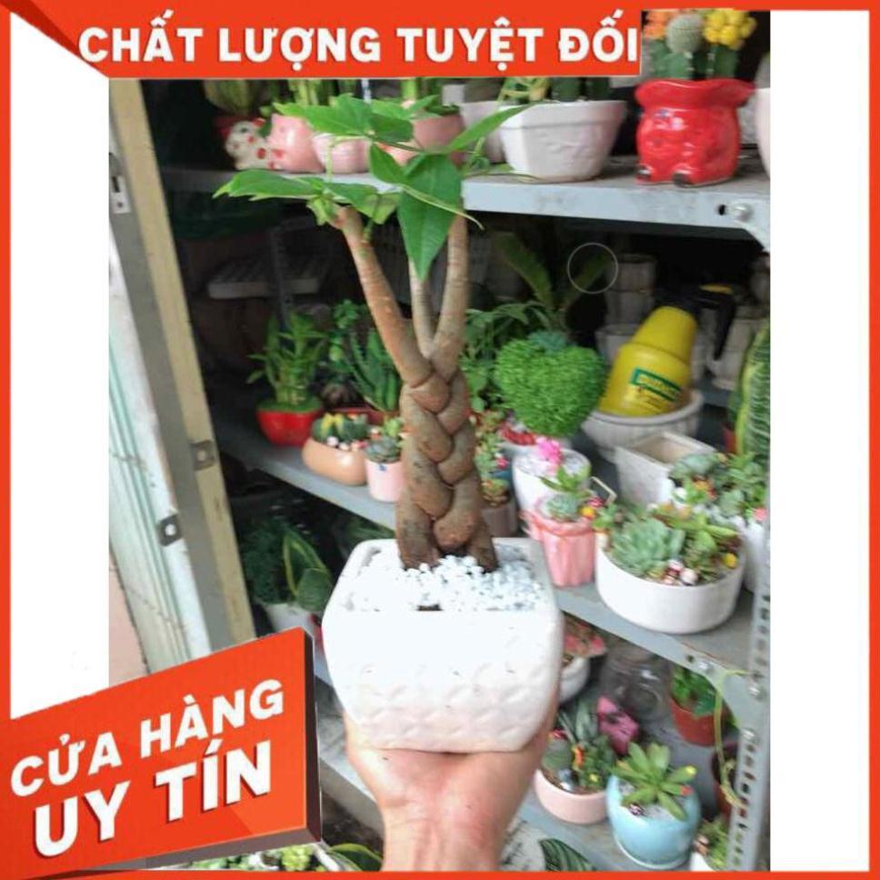 Chậu kim ngân thắt bím 3 thân Nhiều Người Mua