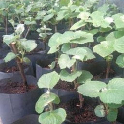 Cây Giống Nho Mỹ - Nho Ngón Tay cây đẹp chuẩn giống