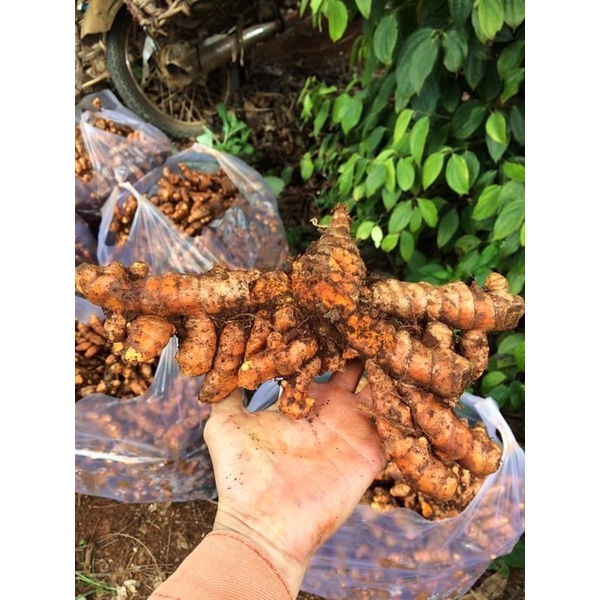 Củ Nghệ Vàng Tươi 1kg