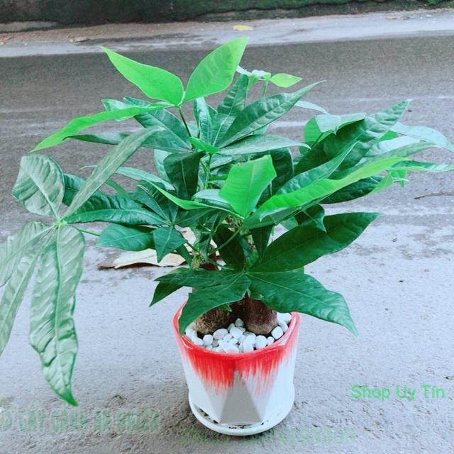 Chậu Kim Ngân 3 Thân Lớn