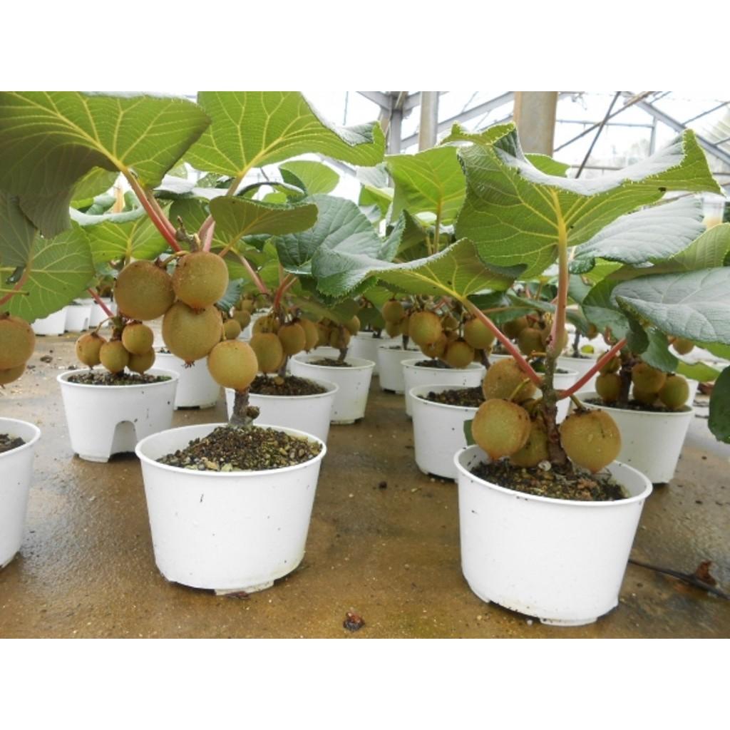 CÂY GIỐNG KIWI LEO GIÀN RUỘT VÀNG DÒNG QUẢ SỚM