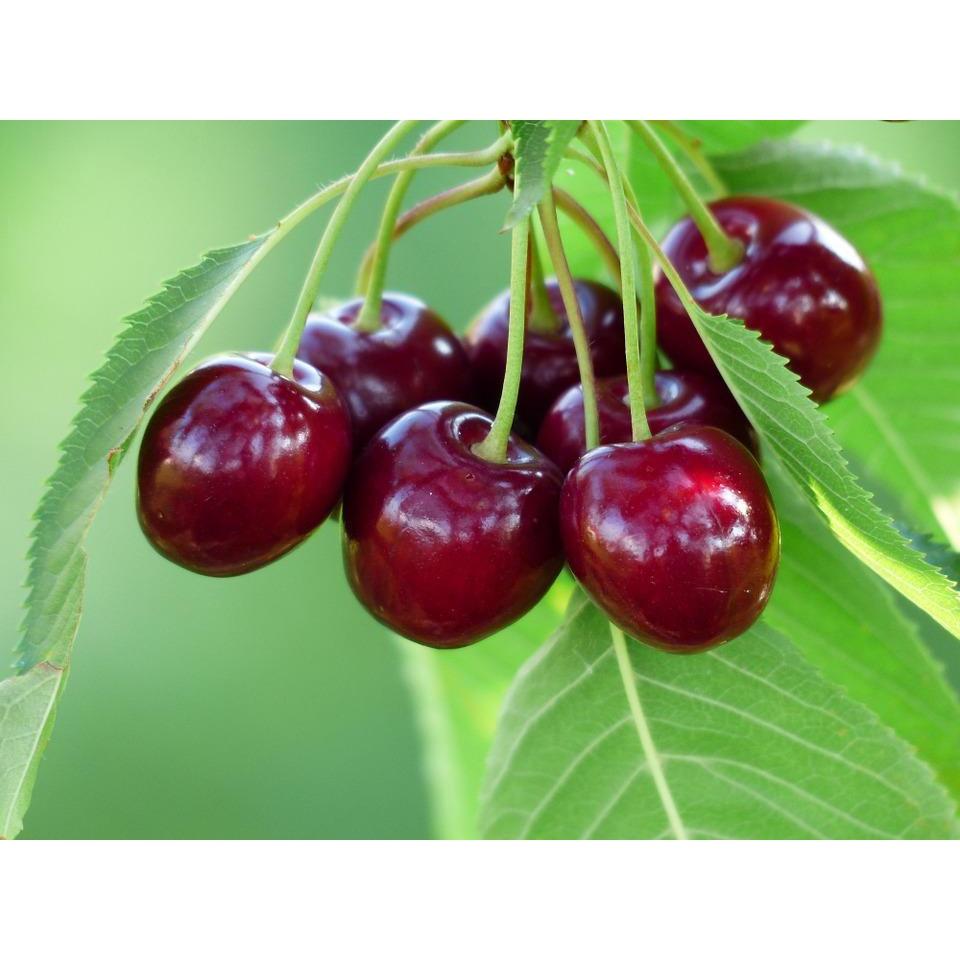 cây giống cherry anh đào mỹ ra quả quanh năm- cây giống nhập khẩu