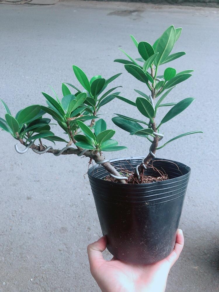 Cây Da Nhật Bonsai