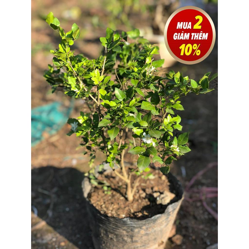 Cây nguyệt quế hoa thơm 4 mùa cao 30-40 cm