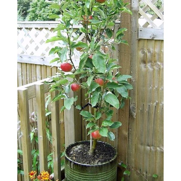 Hạt giống cây táo lùn Mỹ,Táo Bonsai- Gói 10 hạt/tặng kèm gói phân bón lót