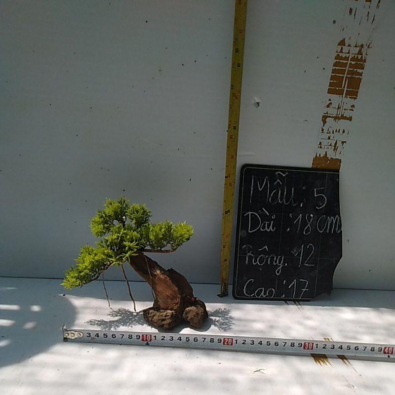 Bónai bể cá cảnh- bonsai hồ thủy sinh
