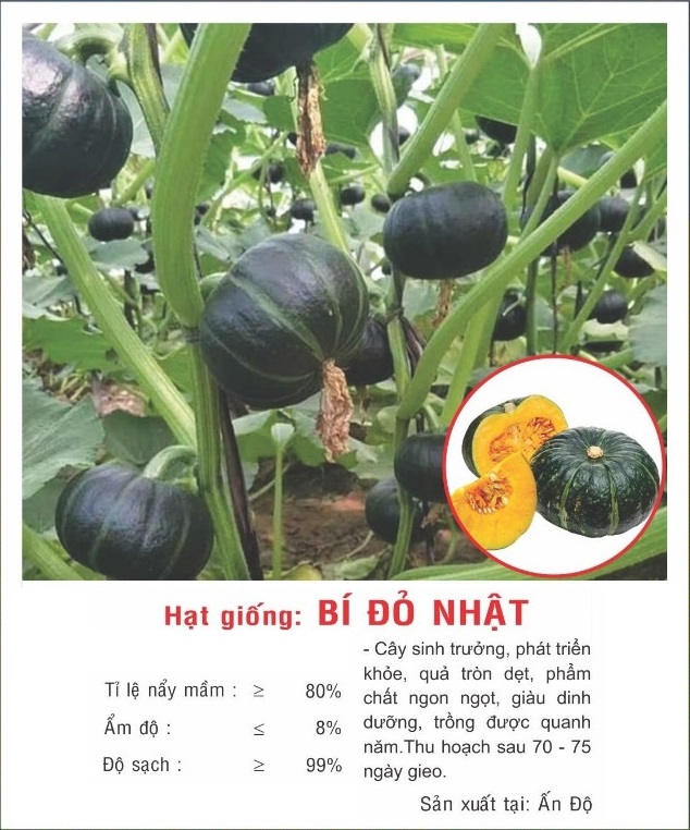 Hạt giống Bí đỏ Nhật da xanh đậm dẻo ngọt VTP148