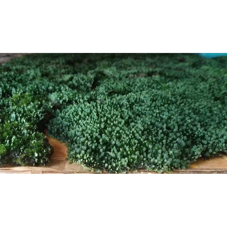 Rêu Minifiss lá nước (hộp 5 lớp ~ 7 tấc)