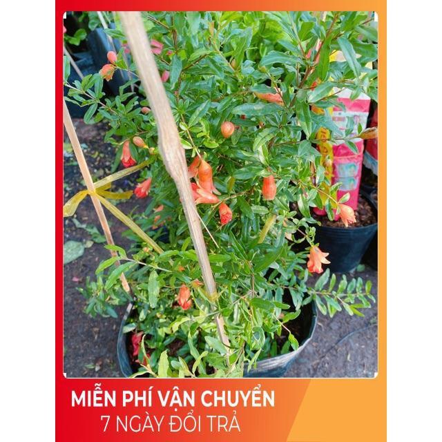 Cây Lựu Cho Sai Trái Có Sẵn Bông