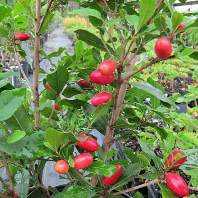 CÂY GIỐNG CÂY THẦN KỲ .