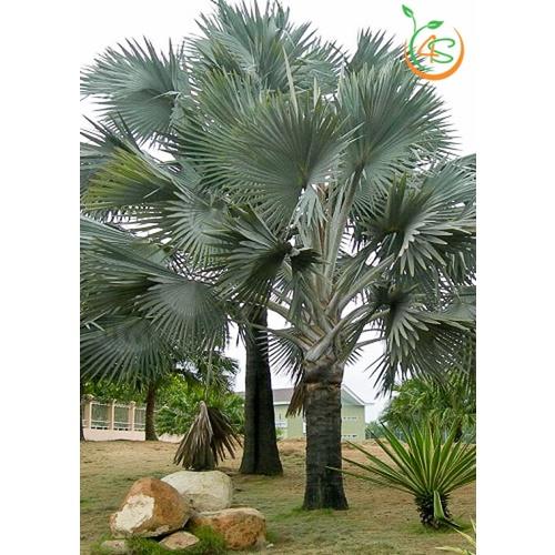 Cây giống Cọ Bạc